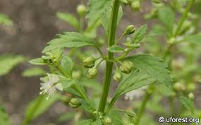 Image result for Scoparia dulcis