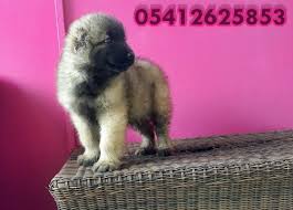 Bestdog Heaven Bursa Kopek Ciftligi Kopek Ilanlari Yavru Kopek Kopek Yavru Kopek Coban Kopegi