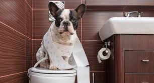 Training a dog is critical regardless of breed. Potty Training Your French Bulldog Ourfrenchie