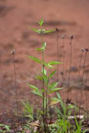 Image result for Hyptis lanceolata