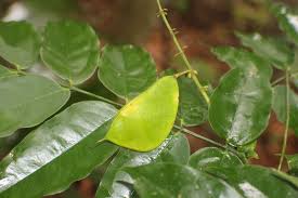 Image result for Ficalhoa laurifolia