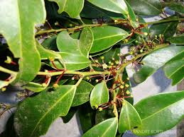 Image result for Heisteria