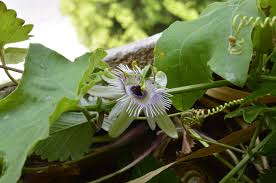 Image result for Passiflora morifolia