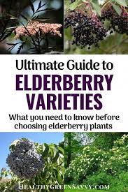 Maybe you would like to learn more about one of these? Best Elderberry Varieties For Homegrown Food Medicine