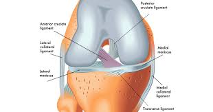 Jumper's knee is inflammation of your patellar tendon, the tendon that connects your kneecap (patella) to your shin bone (tibia). Acl Knee Anatomy Shelbourne Knee Center