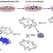 A transgenic organism is a type of genetically modified organism (gmo) that has genetic material from another species that provides a useful trait. Generation Of Transgenic Animals Using Spermatogonial Stem Cells The Download Scientific Diagram