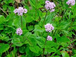 Image result for Valerianaceae