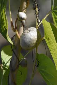 Image result for Dioscorea bulbifera