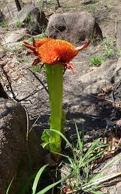 Image result for Scadoxus puniceus
