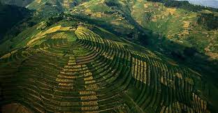 Rwanda, officially the republic of rwanda, is a landlocked country in the great rift valley, where the african great lakes region and east africa converge. Rwandan Farmers Plant Millions Of Seedlings In Landscape Restoration Initiative Cifor Forests News