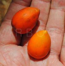 Image result for Mimusops kummel