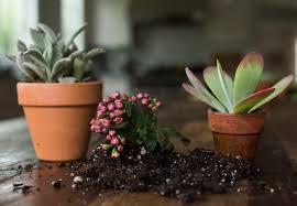 Wayfair.com has been visited by 1m+ users in the past month Succulents Explained How To Identify And Grow 12 Favorites Gardenista