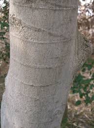 Image result for Celtis sinensis