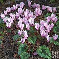 Best plants to plant in the shade for seattle, wa. Low Maintenance Perennials Of The Pacific Northwest Better Homes Gardens