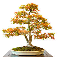 Living art of pacific bonsai museum on kickstarter! Ahornbaum Acer Palmatum Als Bonsai Baum Wandposter Poster Breitblattrigen Baum Freigeben Bonsai Myloview De