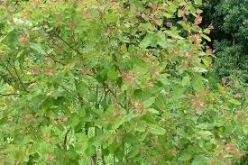 Image result for Brachystegia torrei