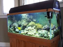 A Marine Aquarium Maintenance Checklist The Salt Creep