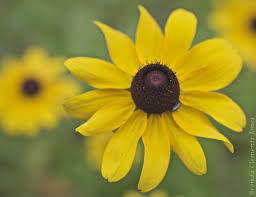 Image result for Renealmia susanneae-katziae