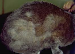 Ringworms and mites cause excessive itching in cats. Symmetrical Alopecia In Cats Vetlexicon Felis From Vetstream Definitive Veterinary Intelligence