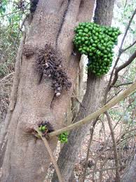 Image result for Tiliacora funifera