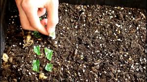 Maybe you would like to learn more about one of these? How To Propagate Begonias From Leaf Cuttings And Seed Youtube