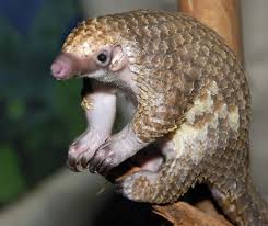 Plantele si animalele care se gasesc din ce in ce mai rar, deci care sunt in pericol de disparitie, sunt ocrotite de lege si declarate monumente ale naturii. MÄƒsuri Extreme Chinezii Care MÄƒnancÄƒ Animale Protejate RiscÄƒ PanÄƒ La 10 Ani De Inchisoare Evenimentul Zilei