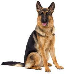 3,161 free images of germans. German Shepherd Health Panel Veterinary Genetics Laboratory