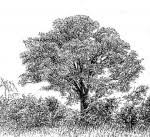 Image result for Amblygonocarpus