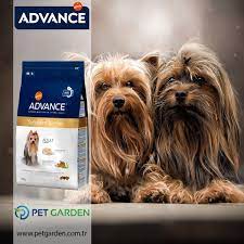 advance dog yorkshire terrier hangi kopeklere verilebilir 8 ayliktan buyuk yorkshire terrierlerin besin ihtiyaclarina uyg yorkshire terrier teriyer yorkshire
