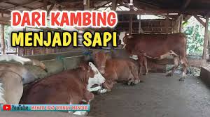 Maka dari itu, untuk menemukan sapi limosin asli dan masih karena sapi limosin memiliki ukuran tubuh yang besar, otomatis tempat tinggalnya juga harus besar. Ukuran Kandang Sapi Untuk 4 Ekor Indukan Youtube