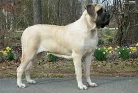 One growth chart said also that he was near the top of the weight scale for his bread. English Mastiff Price Range How Much Does English Mastiff Puppy Cost