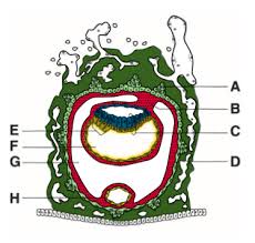 Image result for Embryology