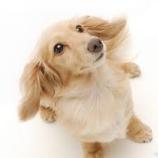 But miniature dapple dachshund puppies for sale are more expensive than that. Miniature Longhaired Dachshund Facts Wisdom Panel Dog Breeds