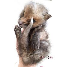 Petcity Gonderiler Facebook