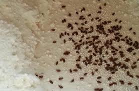 How To Prevent And Eliminate Weevils In Your Food Pantry Bugs Weevils Food