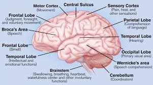 Labeled Diagram Of The Brain Cea1 Com Human Body Anatomy Human Brain Anatomy Brain Diagram Brain Anatomy