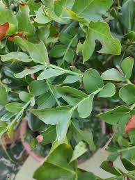 Image result for Schotia capitata