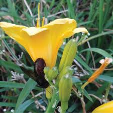 Image result for Jodrellia