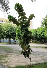 Image result for Pterospermum acerifolium