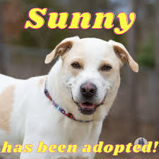Happy Saturday! We hope everyone is having a great start to their weekend.  Congratulations to the following animals and their new loving families: the  dogs Phoebe, Baby Bear, and Sunny, the puppies