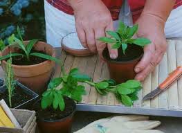 Bouturer 4 Arbustes Frileux Avec Images Arbuste Jardins Jardinage