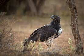 They also weigh a lot more than expected as most weigh, on average, one ton. Martial Eagle Wikipedia