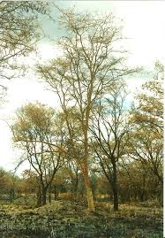 Image result for Acacia seyal