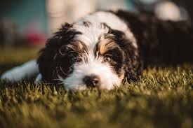 They will eagerly explore their surroundings and lick everything in sight, so it's important for new puppy owners to puppy proof their home to keep a curious chihuahua puppy from going where they shouldn't. Bernedoodles Dream Valley Bernedoodles
