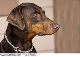 The doberman pinscher and the miniature pinscher sure look very similar. Portrait Red Doberman Image Photo Free Trial Bigstock