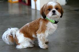 Male Shih Tzu Haircuts Styles Pictures Shih Tzu Haircuts Shih Tzu Dog Shih Tzu Grooming