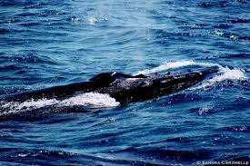 On april 20, 2010, deepwater horizon, an oil drilling rig operated by private contractor transocean, is set to begin drilling off the southern coast of louisiana on behalf of bp. Review Of Cetaceans In The Red Sea Springerlink