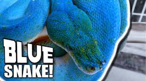 A Real Blue Tree Snake Brian Barczyk Youtube