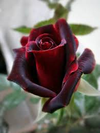 Resultado de imagem para FLORES ESCURAS