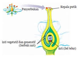 3) artificial flowers and plants. Pengertian Penyerbukan Proses Macam Ciri Dan Penyebab